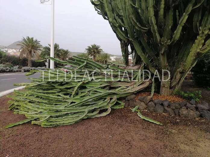 Imagen de uno de los cactus dañados por el viento (Foto Antonio Alí)